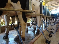 vaca