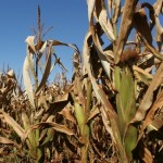 A seca de janeiro precede um novo inverno de asperezas